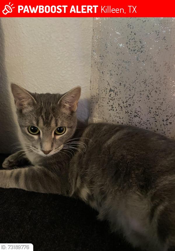 Lost Female Cat last seen Near chalk maple dr Killeen, Tx 76542, Killeen, TX 76542