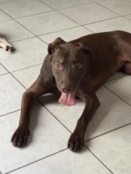Reunited Female Dog last seen Sunrise Cove Dr, San Antonio, TX 78244, USA, San Antonio, TX 78244