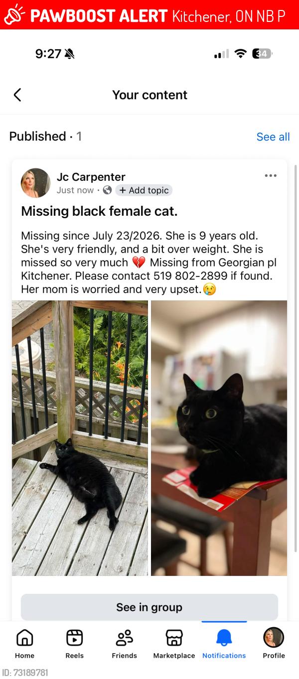 Lost Female Cat last seen Lackner blvd, Kitchener, ON N2B 3P1