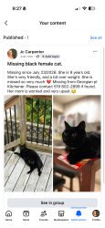 Lost Female Cat last seen Lackner blvd, Kitchener, ON N2B 3P1