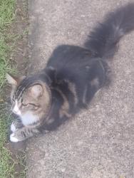 Lost Male Cat last seen Wellington gton Road Auburn NSW, Auburn, NSW 2144