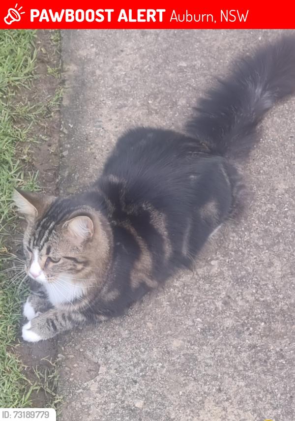 Lost Male Cat last seen Wellington gton Road Auburn NSW, Auburn, NSW 2144