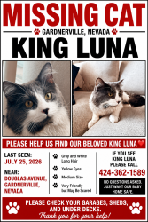 Lost Male Cat last seen Douglas avenue, Gardnerville, NV 89410