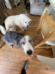 Reunited Male Dog last seen Off Monte Vista Rd near The Rock Church, Candler, NC 28715