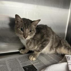 Shelter Stray Male Cat last seen CHARLOTTE, 8315 Byrum Dr, Charlotte, NC 28217, USA
