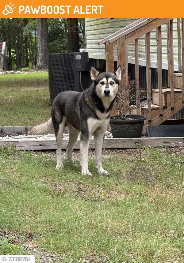 Found/Stray Male Dog last seen Dickey Mill Rd, Alamance County, NC 27302