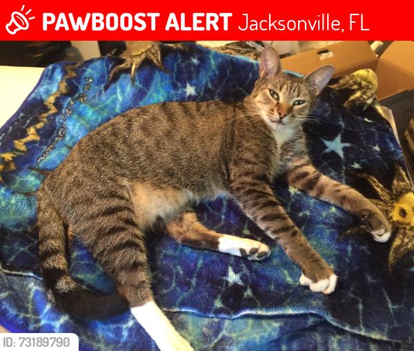 Lost Male Cat last seen Riverdale Rd & Elmwood Rd, Jacksonville, FL 32210