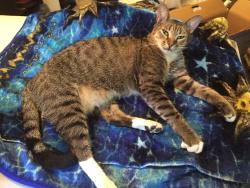 Lost Male Cat last seen Riverdale Rd & Elmwood Rd, Jacksonville, FL 32210