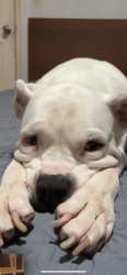 Lost Female Dog last seen N 10th Ave and S congress Ave near chick fil a and Woodspring hotel, Palm Springs, FL 33461