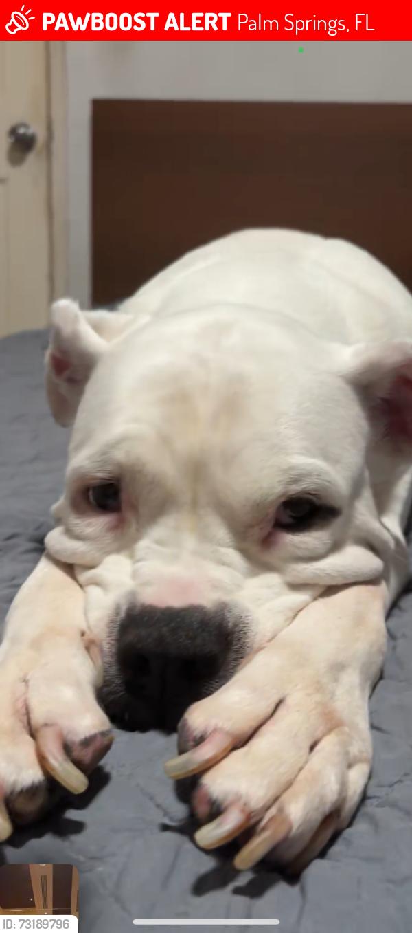 Lost Female Dog last seen N 10th Ave and S congress Ave near chick fil a and Woodspring hotel, Palm Springs, FL 33461