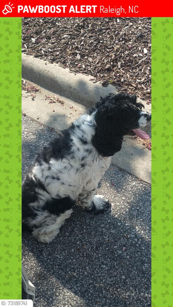 Lost Female Dog last seen Near Collegeview Ave, Raleigh. /University Glen apmts, Raleigh, NC 27606