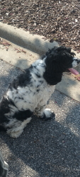 Lost Female Dog last seen Near Collegeview Ave, Raleigh. /University Glen apmts, Raleigh, NC 27606
