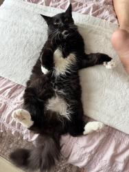 Reunited Male Cat last seen Pinewood Mist Ln, Atascocita, TX 77346