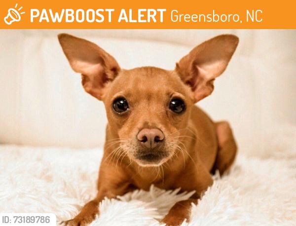Found/Stray Male Dog last seen Opposite of Brooks apmts off Pisgah Ave and N Church, Greensboro, NC 27455