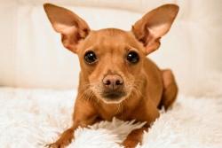 Found/Stray Male Dog last seen Opposite of Brooks apmts off Pisgah Ave and N Church, Greensboro, NC 27455