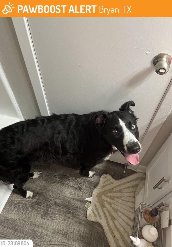 Found/Stray Female Dog last seen Tanglewood Park, Bryan, TX 77802