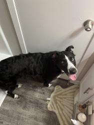 Found/Stray Female Dog last seen Tanglewood Park, Bryan, TX 77802