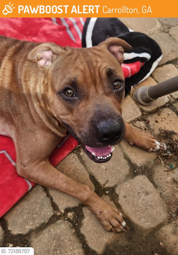 Found/Stray Female Dog last seen Mote rd, pleasant ridge rd, hogliver, hwy27, Carrollton, GA 30117