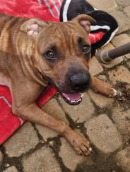 Found/Stray Female Dog last seen Mote rd, pleasant ridge rd, hogliver, hwy27, Carrollton, GA 30117