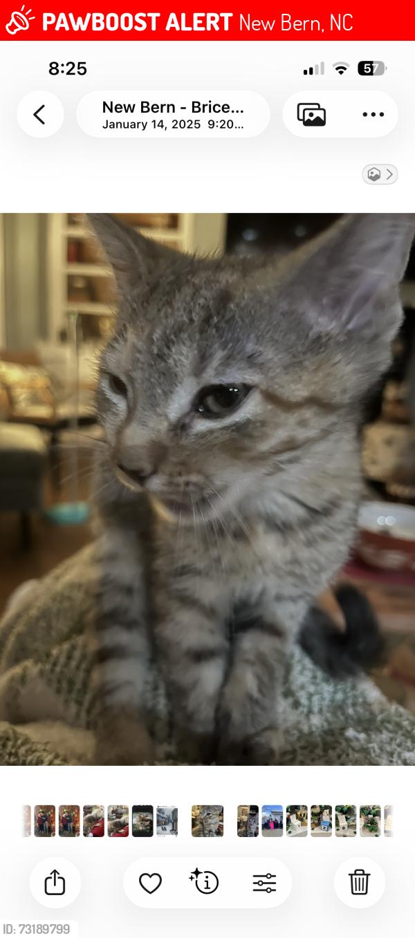 Lost Male Cat last seen Brice's creek harbor neighborhood, New Bern, NC 28562