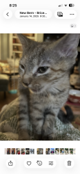 Lost Male Cat last seen Brice's creek harbor neighborhood, New Bern, NC 28562