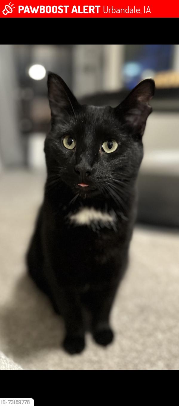 Lost Male Cat last seen Aurora ave and 156th street, Urbandale, IA 50323