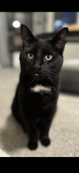 Lost Male Cat last seen Aurora ave and 156th street, Urbandale, IA 50323