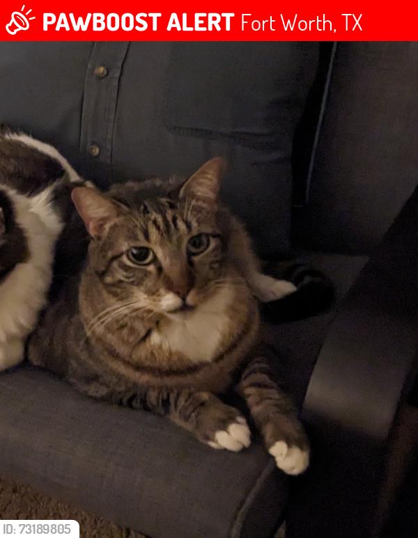Lost Male Cat last seen Near Paloverde Ln and High Woods, Fort Worth, TX 76112