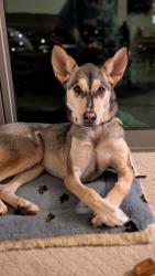 Reunited Female Dog last seen Near 7th St SW and Dice St in Fifeville, Charlottesville, VA 22903