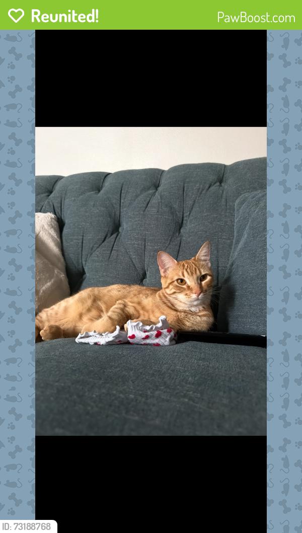 Reunited Female Cat last seen Forest drive townhouses, College Station, TX 77840