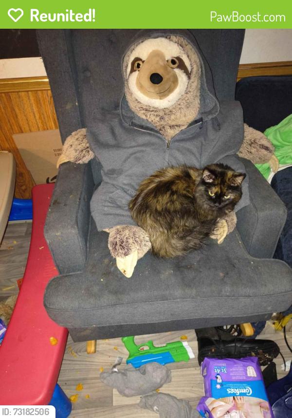 Reunited Female Cat last seen Lima, Colliseum by Restore, Fort Wayne, IN 46808
