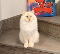 Reunited Male Cat last seen Apple Blossom Dr & Bristlewood crescent, Vaughan, ON 
