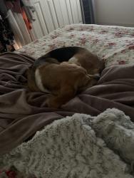Reunited Female Dog last seen Beefsteak solar field, Sussex County, VA 23890