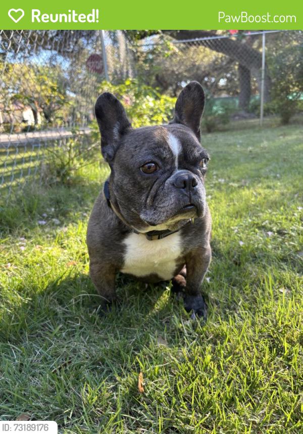 Reunited Male Dog last seen Near SW 110th St, Kendall, FL 33156, USA, Kendall, FL 33156