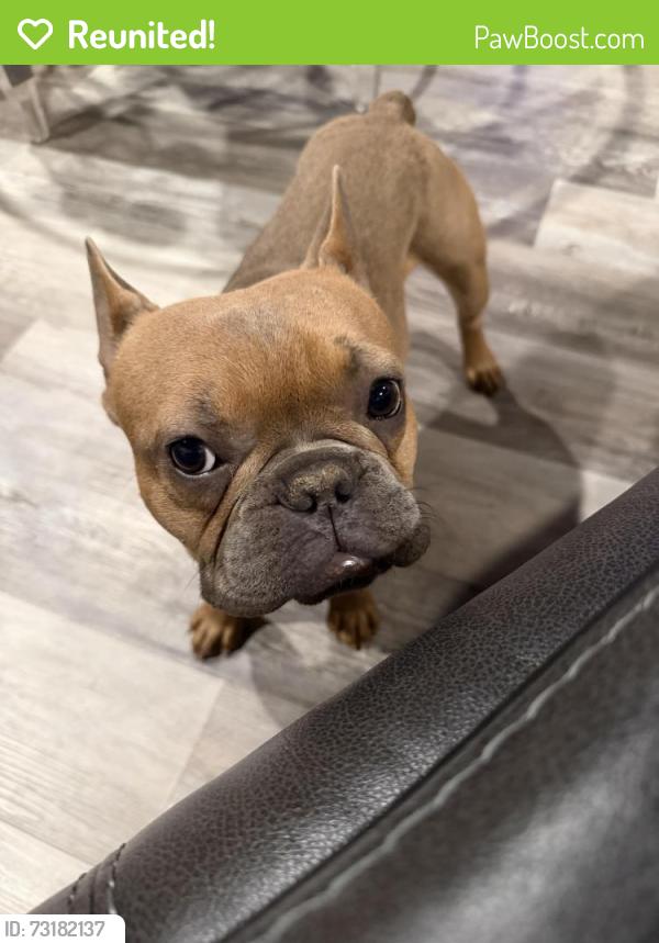 Reunited Male Dog last seen Route 57, Clay, NY 13090
