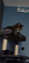 Reunited Male Cat last seen Plantation ridge, Acworth, GA 30101