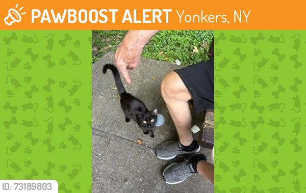 Found/Stray Female Cat last seen Near Stratton Ave Yonkers, Yonkers, NY 10701