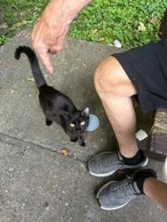 Found/Stray Female Cat last seen Near Stratton Ave Yonkers, Yonkers, NY 10701