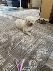 Reunited Male Dog last seen Park Falls and Royal Gardens, Houston, TX 77095