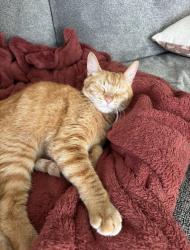 Reunited Male Cat last seen Polk & 4th, Eugene, OR 97402