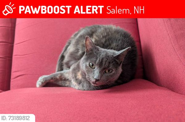 Lost Female Cat last seen Muse Terrace/Rockingham Mall, Salem, NH 03079