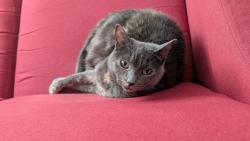 Lost Female Cat last seen Muse Terrace/Rockingham Mall, Salem, NH 03079