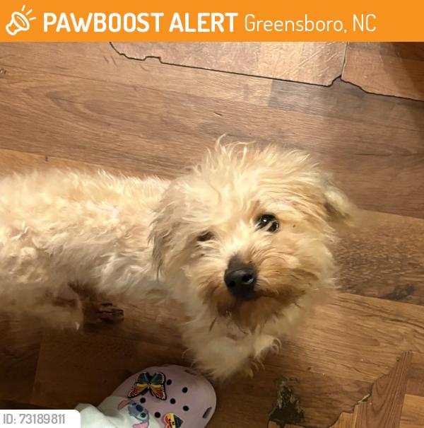 Found/Stray Female Dog last seen Atwater Dr & Mackay Rd, Greensboro, NC 27407