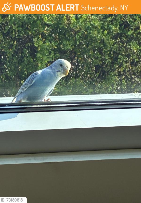 Found/Stray Unknown Bird last seen Erie blvd, Schenectady, NY 12308