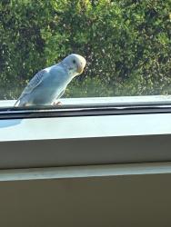 Found/Stray Unknown Bird last seen Erie blvd, Schenectady, NY 12308