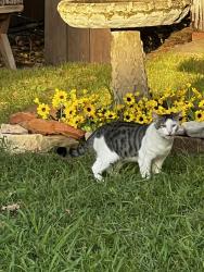 Found/Stray Unknown Cat last seen Daws and acres, Norman, OK 73069