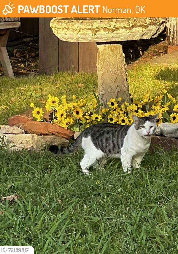 Found/Stray Unknown Cat last seen Daws and acres, Norman, OK 73069