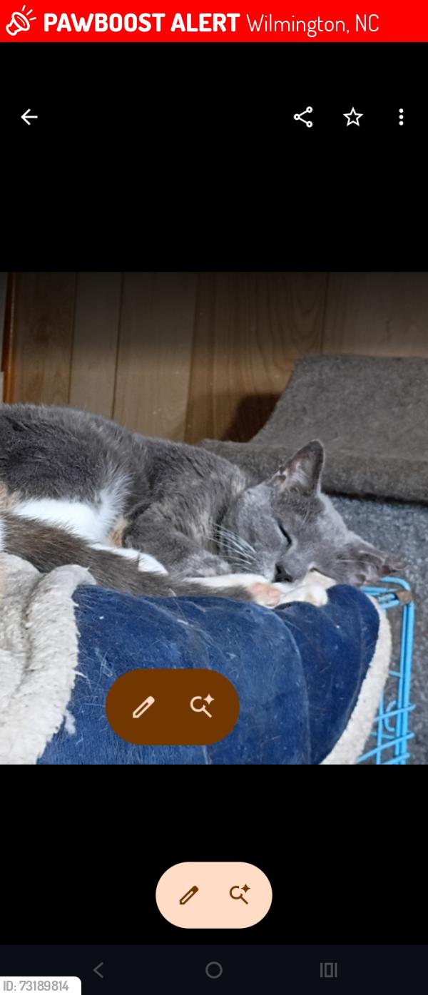 Lost Female Cat last seen Rutledge Drive and Vance 6, Wilmington, NC 28412
