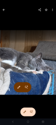Lost Female Cat last seen Rutledge Drive and Vance 6, Wilmington, NC 28412
