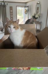 Lost Male Cat last seen Whispering Oaks Lane, Mobile County, AL 36695